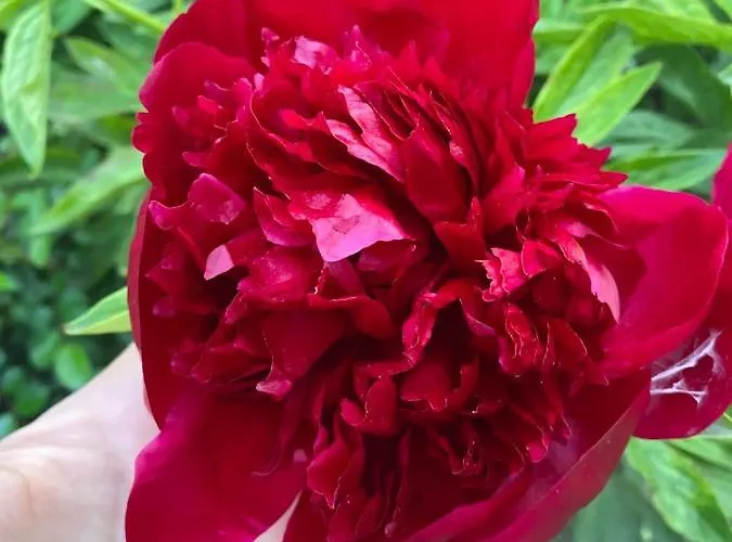 Ferienwohnung- Helena